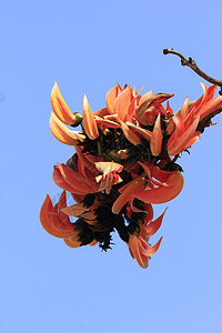 Butea 单细胞瘤是中等大小的树植物群柚木橙子天空森林丛林花瓣热带鹦鹉蓝色图片