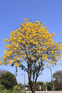 银喇叭树开得漂亮极了天空太阳烟草叶子花园光环花瓣金子季节蓝色图片