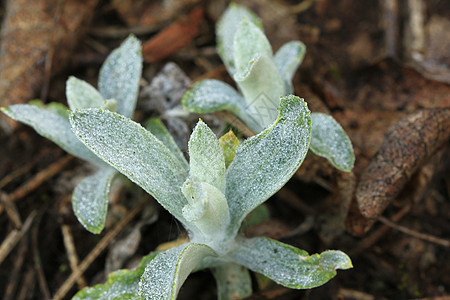 地板上的叶子上有水滴荒野花园树叶苔藓飞沫宏观植物公园地面季节图片