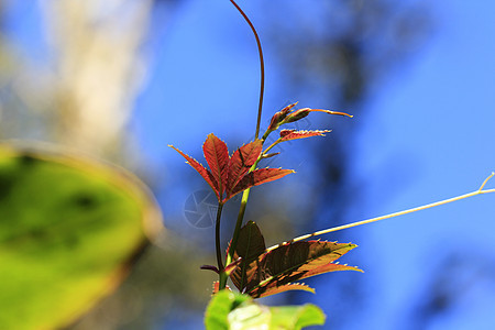 尾端有橙子树叶叶子阳光宏观天空晴天植物太阳森林公园季节图片