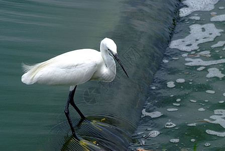 小Egret野生动物蛔虫飞行鸟类海洋苍鹭湿地钓鱼白鹭海滩图片