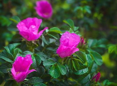 粉红玫瑰节春日野玫瑰野蔷薇粉色花瓣叶子衬套蔷薇茄子荒野植物图片