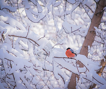 坐在树枝旁的红胸牛排胸部枝条橙子鸟类红色森林降雪雀雪暴风雪公园图片