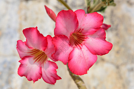 沙漠玫瑰小行星花卉植物学红玫瑰叶子生物学公园花瓣热带植物图片