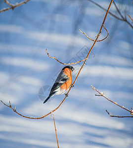 坐在树枝旁的红胸牛排雀雪动物枝条胸部红色鸟类公园橙子降雪暴风雪图片