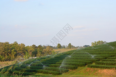 茶叶种植园潮红公园茶园叶子精品花园红茶绿地图片