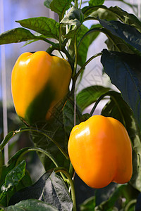 黄辣椒蔬菜植被植物辣椒园艺农业食物收成农场花园图片