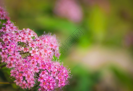 春天的粉红斑点叶子粉色花瓣花园绿色植物群衬套植物图片
