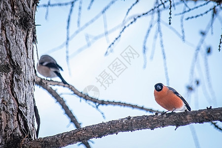 寒冬日红胸牛排红色鸟类森林枝条胸部雀雪公园橙子动物图片