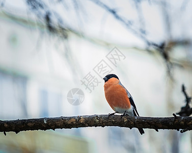 寒冬日红胸牛排红色公园枝条动物鸟类胸部橙子森林雀雪图片
