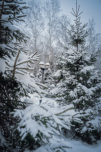 白雪覆盖了采石树的枝叶冻结公园枝条木头寒冷下雪雾凇温度降雪树木图片