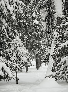 白雪覆盖了采石树的枝叶暴风雪季节温度公园寒冷树木冻结木头气候雾凇图片