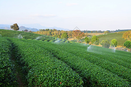 茶叶种植园花园公园潮红叶子红茶精品茶园绿地背景图片