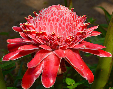 埃特林盖节花朵花植物群火炬花园橙子花瓣热带生长情调风格异国图片