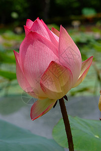 莲花珍稀的花朵 纯洁的象征植物学叶子热带植物群荷花花瓣百合冥想池塘树叶图片