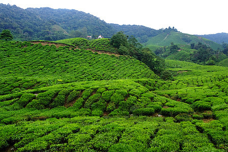 茶叶种植园精品花园叶子绿地潮红红茶公园茶园背景图片