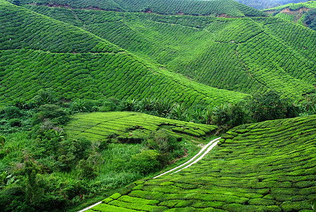 茶叶种植园潮红红茶花园绿地公园精品茶园叶子背景图片