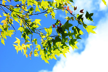 白天的枫叶和天空绿色白色蓝色阳光公园阴影植物晴天季节花园图片