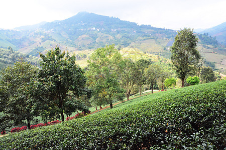 绿色茶叶种植园生长场地农场农村旅行农田草本植物场景植物土地图片