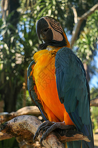 美丽多彩的坐在巴厘岛鸟类公园动物园的干树枝上 蓝色和黄色的金刚鹦鹉或蓝色和金色的金刚鹦鹉 嘴里有绿色的花 世界上最著名的鹦鹉之一图片