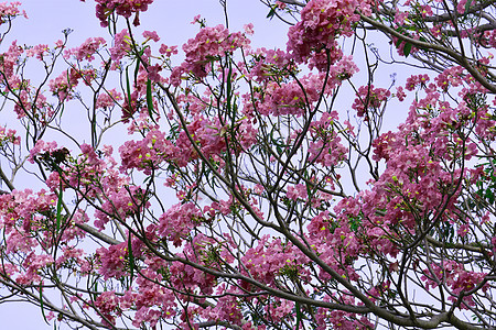 Tabebuia 异血激素图片