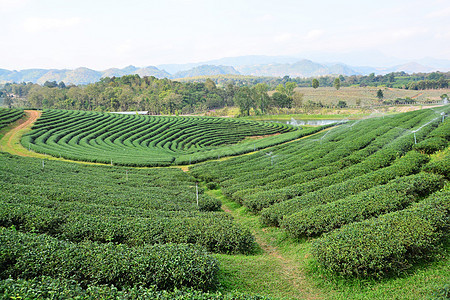茶叶种植园茶园红茶绿地花园精品潮红公园叶子背景图片