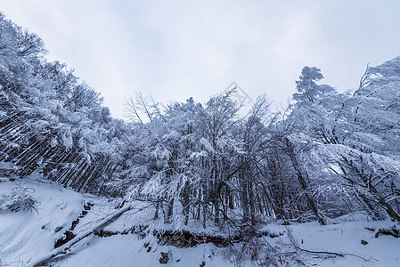 山的冬季风景荒野木头寒冷暴风雪天空季节假期墙纸全景森林图片