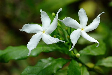 栀子花紫茉莉生态植物环境田园绿色幸福栀子颜色生长色彩图片