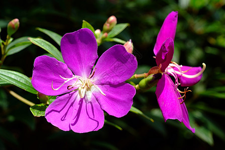 蒂博希娜乌尔维拉纳 紫花朵荣耀热带植物植物群花园宏观紫色花瓣园艺衬套图片