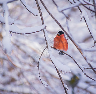 坐在树枝旁的红胸牛排森林动物枝条胸部雀雪降雪红色鸟类橙子暴风雪图片