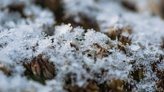 雪中植物枝条季节植物群冻结雪花季节性白色图片