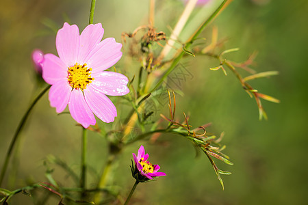 在模糊的背景下 花朵会膨胀花卉植物群花园宇宙紫色绿色粉色花瓣园林植物图片