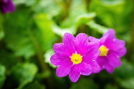 春紫罗兰花的长尾闭合花卉花朵粉色植物学花瓣牛粪花园植物群紫色双色图片