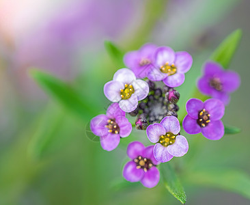 鲜花是圆和的结衣合金花园香花紫丁香植物背景蜂蜜香气花朵花海植物学图片