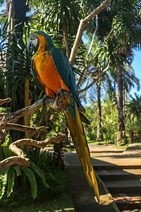 在巴厘鸟园动物园特写蓝色和黄色金刚鹦鹉的肖像 蓝黄色金刚鹦鹉鹦鹉肖像 美丽的的宏观肖像 异乎寻常的旅行概念背景 蓝色和金金刚鹦鹉图片