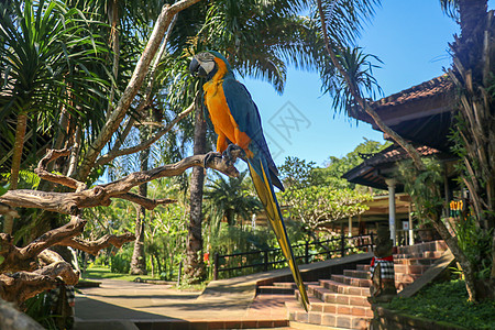 在巴厘鸟园动物园特写蓝色和黄色金刚鹦鹉的肖像 蓝黄色金刚鹦鹉鹦鹉肖像 美丽的的宏观肖像 异乎寻常的旅行概念背景 蓝色和金金刚鹦鹉图片