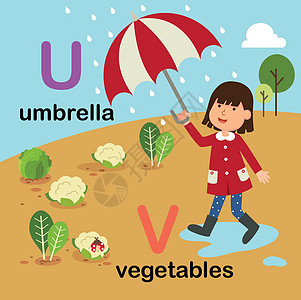 英文字母 U-伞 V-蔬菜图片