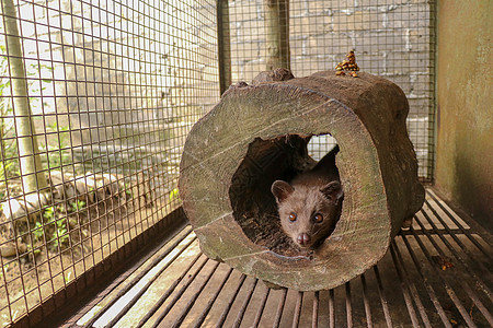 可爱的亚洲棕榈果子狸 lez vd 果子狸猫肖像特写生产 Kopi luwak 是一种原产于南亚和东南亚的灵蜥公园头发哺乳动物荒图片