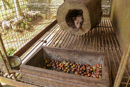 可爱的亚洲棕榈果子狸 lez vd 果子狸猫肖像特写生产 Kopi luwak 是一种原产于南亚和东南亚的灵蜥野生动物棕榈头发食图片