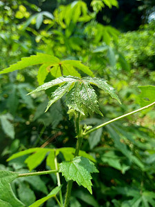 特写 自然界中美丽的圆形黄色花朵药品植物园花园植物学花瓣叶子植物热带荒野木槿图片