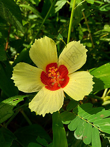 特写 自然界中美丽的圆形黄色花朵荒野王座木槿热带花瓣花园植物园木薯植物学叶子图片