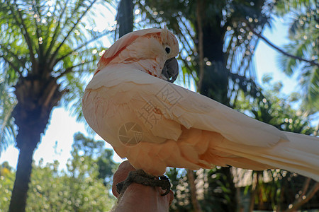 美丽的鲑鱼冠凤头鹦鹉坐在巴厘岛鸟类公园动物园的干树枝上 Moluccan 凤头鹦鹉 成年大喊 世界上最著名的鹦鹉之一 热带背景动背景图片