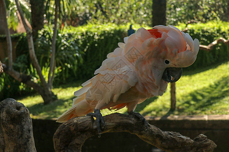 美丽的鲑鱼冠凤头鹦鹉坐在巴厘岛鸟类公园动物园的干树枝上 Moluccan 凤头鹦鹉 成年大喊 世界上最著名的鹦鹉之一 热带背景双背景图片