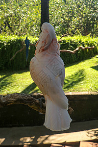 美丽的鲑鱼冠凤头鹦鹉坐在巴厘岛鸟类公园动物园的干树枝上 Moluccan 凤头鹦鹉 成年大喊 世界上最著名的鹦鹉之一 热带背景翅图片