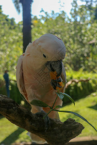美丽的摩鹿加鹦鹉鹦鹉坐在巴厘岛鸟类公园动物园的干树枝上 鲑鱼凤头鹦鹉嘴里开着绿色的花 世界上最著名的鹦鹉之一 热带背景丛林翅膀金图片