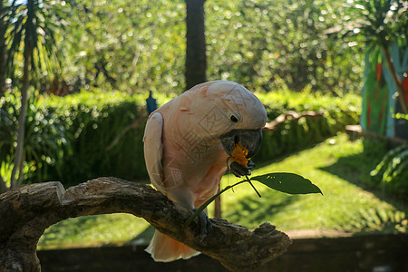 美丽的摩鹿加鹦鹉鹦鹉坐在巴厘岛鸟类公园动物园的干树枝上 鲑鱼凤头鹦鹉嘴里开着绿色的花 世界上最著名的鹦鹉之一 热带背景植物翅膀绘图片
