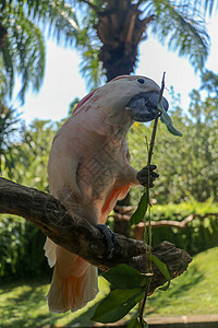 美丽的摩鹿加鹦鹉鹦鹉坐在巴厘岛鸟类公园动物园的干树枝上 鲑鱼凤头鹦鹉嘴里开着绿色的花 世界上最著名的鹦鹉之一 热带背景插图棕榈荒图片