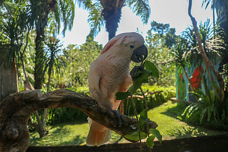 美丽的摩鹿加鹦鹉鹦鹉坐在巴厘岛鸟类公园动物园的干树枝上 鲑鱼凤头鹦鹉嘴里开着绿色的花 世界上最著名的鹦鹉之一 热带背景野生动物波图片