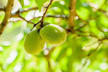 青年绿色杏树叶子季节食物晴天健康水果植物园艺图片