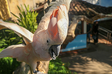 美丽的摩鹿加美冠鹦鹉鹦鹉坐在一根干燥的树枝上 挥舞着它的翅膀 巴厘岛飞禽公园动物园里可爱的三文鱼凤头鹦鹉 世界上最著名的鹦鹉之一图片